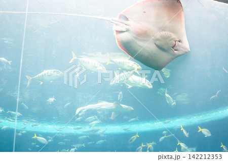 水族館の大きな水槽 142212353