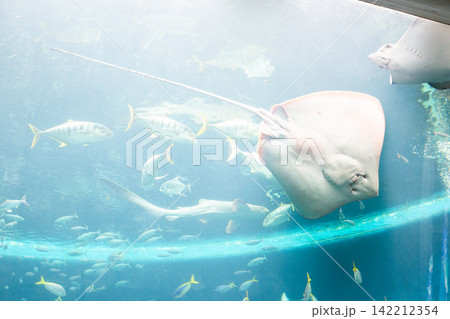 水族館の大きな水槽 142212354