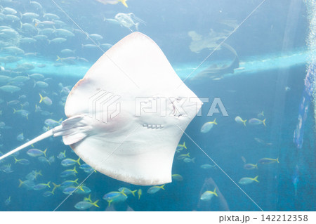 水族館の大きな水槽 水族館の大きな水槽 142212358