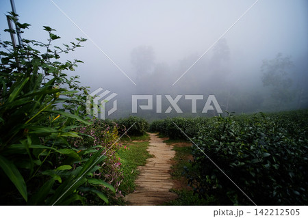 Dirt paths in the tea plantation and veils of beautiful mist on the mountains in Thailand Dirt paths in the tea plantation and veils of beautiful mist on the mountains in Thailand 142212505