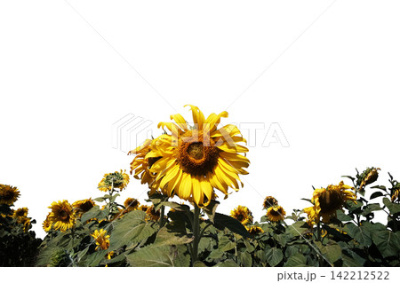 Beautiful Blooming Sunflowers in meadow field isolated on white background with Clipping path 142212522