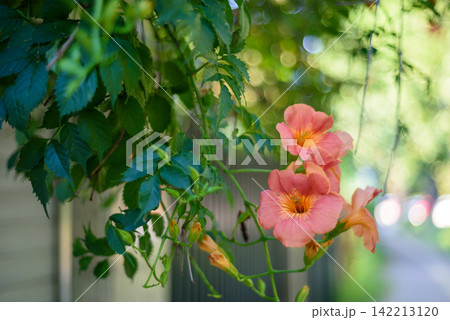 A vibrant cluster of pink trumpet flowers hanging from lush green vines 142213120