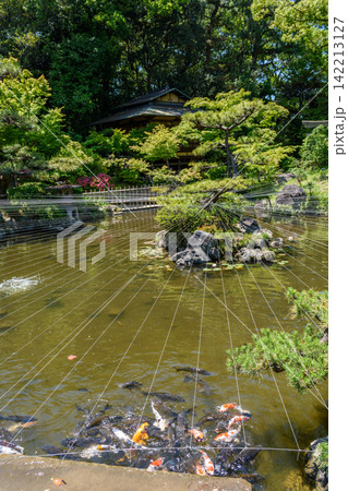 A serene Japanese garden pond viewed from an elevated perspective, featuring koi swimming in murky green water surrounded by geometrically patterned rocks and lush vegetation A serene Japanese garden pond viewed from an elevated perspective, featuring koi swimming in murky green water surrounded by geometrically patterned rocks and lush vegetation 142213127
