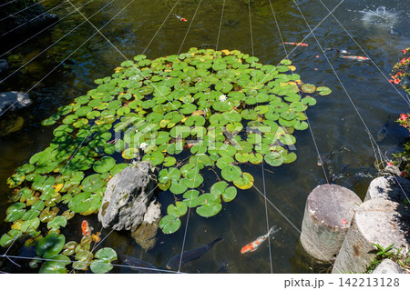 A tranquil koi pond surrounded by traditional Japanese elements A tranquil koi pond surrounded by traditional Japanese elements 142213128