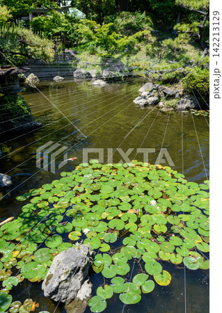 A tranquil Japanese-style garden pond viewed from an elevated angle, filled with lily pads and koi fish A tranquil Japanese-style garden pond viewed from an elevated angle, filled with lily pads and koi fish 142213129