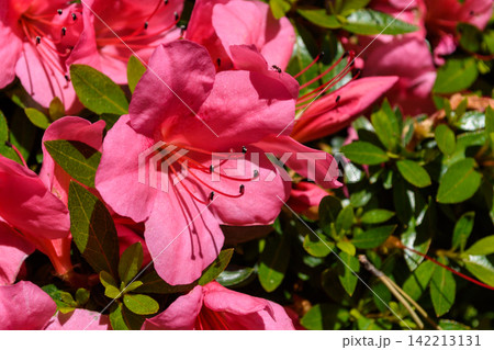 A detailed, close-up photograph showcasing a single pink azalea flower in full bloom amidst lush green foliage A detailed, close-up photograph showcasing a single pink azalea flower in full bloom amidst lush green foliage 142213131