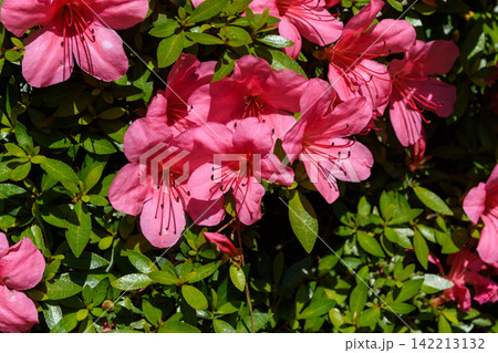 A close-up photograph showcasing a vibrant cluster of pink azalea flowers in full bloom among lush green foliage A close-up photograph showcasing a vibrant cluster of pink azalea flowers in full bloom among lush green foliage 142213132