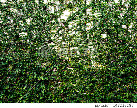Lush green creeping fig vines climbing over a white outdoor wall. Dense foliage creating a natural texture background. Eco-friendly vertical garden and sustainable landscaping wall decoration. Lush green creeping fig vines climbing over a white outdoor wall. Dense foliage creating a natural texture background. Eco-friendly vertical garden and sustainable landscaping wall decoration. 142213289