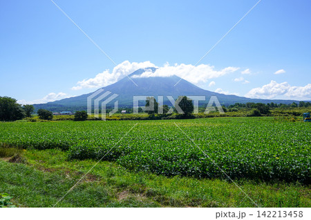 大豆畑と後方羊蹄山(八幡ビューポイントパーキング 大豆畑と後方羊蹄山(八幡ビューポイントパーキング 142213458