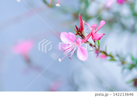 Butterfly Gaura, Gaura lindheimeri Engelm and A Gray or ONAGRACEAE or Siskiyou Pink or Gaura or Wandflower or pink flower 142213646