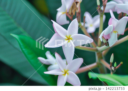 frangipani, frangipani flower or pagoda tree or temple tree with flowers or pink flower 142213733