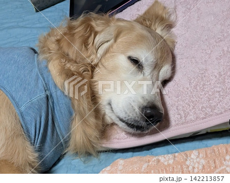 枕に顔をのせて眠るゴールデンレトリバー 142213857