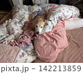布団に埋もれてくつろぐゴールデンレトリバー 142213859