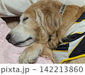 枕で気持ちよさそうに眠るゴールデンレトリバー 142213860