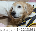 布団で目を覚ましたゴールデンレトリバー 142213861