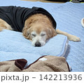 タオルを枕にして眠るゴールデンレトリバー 142213936
