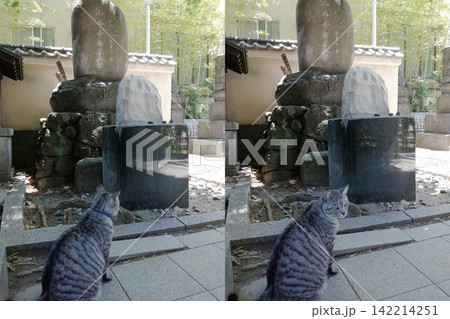 両国回向院の鼠小僧鼠小僧次郎吉の墓と振り返る猫 142214251