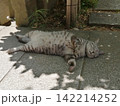 ヘソ天でぐっすりすやすや眠る縞猫 142214252