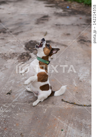 Active small dog eagerly lifts paws towards hand offering tasty reward 142214358
