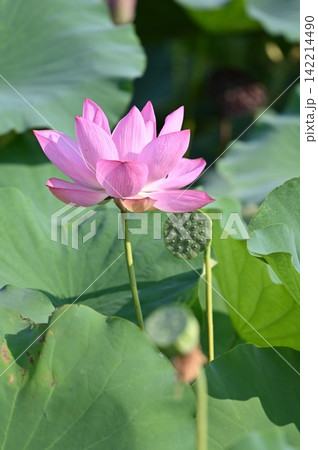 蓮の花 蓮の花 142214490