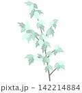 ミントグリーンの葉のついた木 142214884