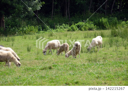 A herd of sheep grazing on sunny meadow in the countryside Plesivica in continental Croatia 142215267