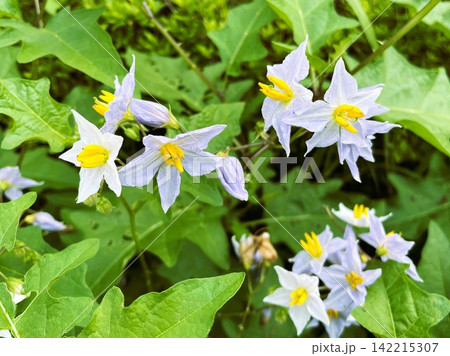 ワルナスビの花1 142215307