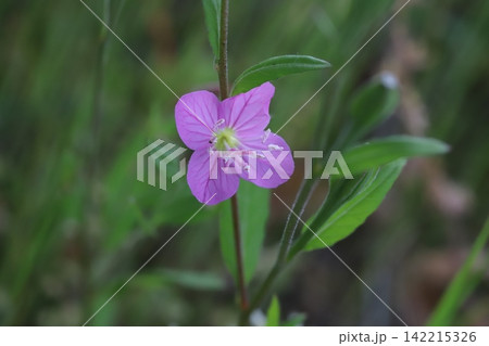 春の道端に咲くピンク色のユウゲショウの花 春の道端に咲くピンク色のユウゲショウの花 142215326