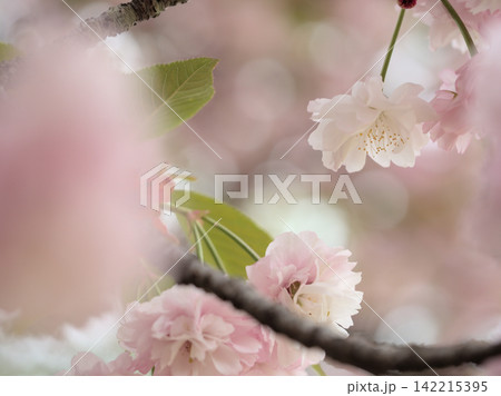 4月に美しく咲いたピンク色の桜「大村桜(オオムラザクラ)」 4月に美しく咲いたピンク色の桜「大村桜(オオムラザクラ)」 142215395