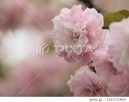 4月に美しく咲いたピンク色の桜「大村桜（オオムラザクラ）」 142215404