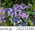 紫と青の花を咲かせるガクアジサイ 142215446