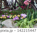 樹木の下で色鮮やかに咲くランの花 142215447