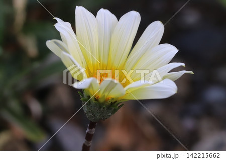 春の公園に咲く白から黄色のグラデーションの花びらが美しいガザニアの花 142215662