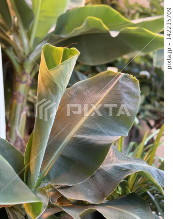 Tropical banana leaves with sunlight creating natural green patterns for soothing background 142215709