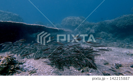 Close-up to a group of striped eel catfish (Plotosus lineatus) feeding along the sandy seafloor. Wildlife sighting in Dauin, Philippines Close-up to a group of striped eel catfish (Plotosus lineatus) feeding along the sandy seafloor. Wildlife sighting in Dauin, Philippines 142215887
