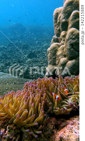 Two ocellaris clownfish (Amphiprion ocellaris) nestled among the tentacles of giant caribbean sea anemone (Condylactis gigantea) with the view of the blue expanse in the background. Dauin, Philippines 142215889