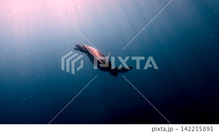 Silhouetted geen sea turtle (Chelonia mydas) diving into the blue depths as rays of sunlight filter through, creating an ethereal whimsical underter scene. Dauin, Philippines Silhouetted geen sea turtle (Chelonia mydas) diving into the blue depths as rays of sunlight filter through, creating an ethereal whimsical underter scene. Dauin, Philippines 142215891