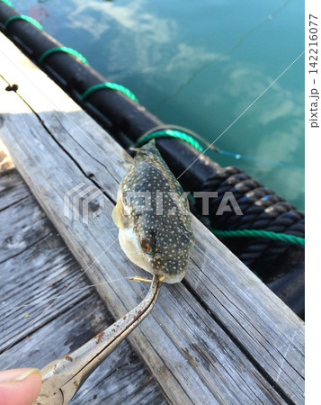 釣り上げた魚 釣り上げた魚 142216077