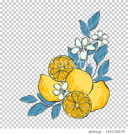 Corner botanical arrangement with yellow lemons, citrus slices, white flowers and blue leaves. Original hand drawn illustration Corner botanical arrangement with yellow lemons, citrus slices, white flowers and blue leaves. Original hand drawn illustration 142216079