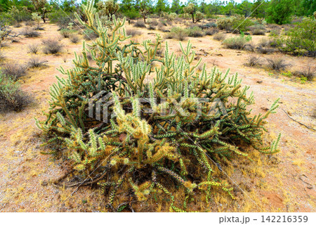 Cholla cactus, Sonora Desert, Mid Summer Cholla cactus, Sonora Desert, Mid Summer 142216359