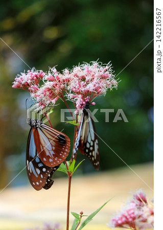 花の蜜を吸うアサギマダラ 花の蜜を吸うアサギマダラ 142216567