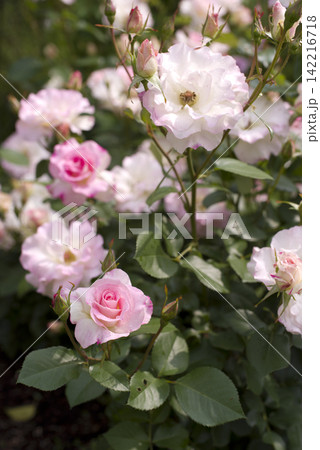 薔薇園にピンク色と白色の薔薇の花が咲いています。このバラの名前はマチルダです。 薔薇園にピンク色と白色の薔薇の花が咲いています。このバラの名前はマチルダです。 142216718