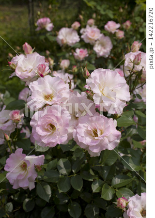 薔薇園にピンク色と白色の薔薇の花が咲いています。このバラの名前はマチルダです。 142216720
