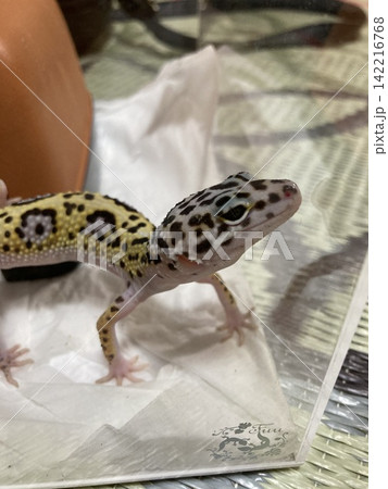 ヒョウモントカゲモドキ ヒョウモントカゲモドキ 142216768