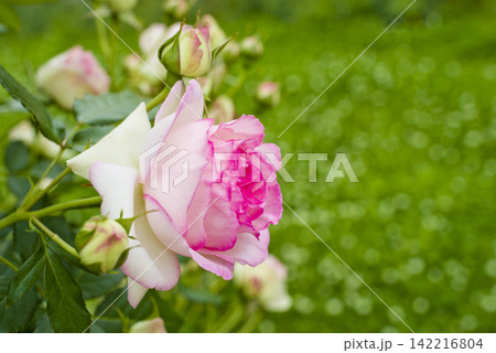 薔薇園にピンク色のバラの花が咲いています。バラの名前はピエール・ドゥ・ロンサールです。 薔薇園にピンク色のバラの花が咲いています。バラの名前はピエール・ドゥ・ロンサールです。 142216804