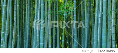 Bamboo forest creating tranquil natural background 142216895