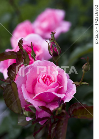 薔薇園にピンク色の薔薇の花が咲いています。このバラの名前はクイーンエリザベスです。 142216952