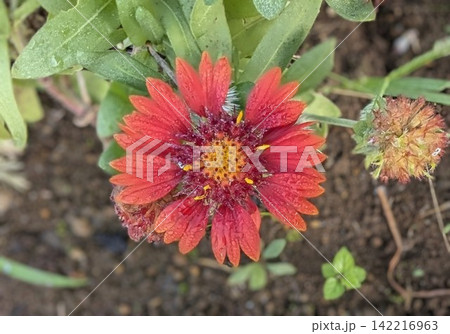 ガイラルディア 暑さの中でも咲く花 ガイラルディア 暑さの中でも咲く花 142216963