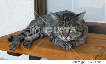 猫 猫 142217040