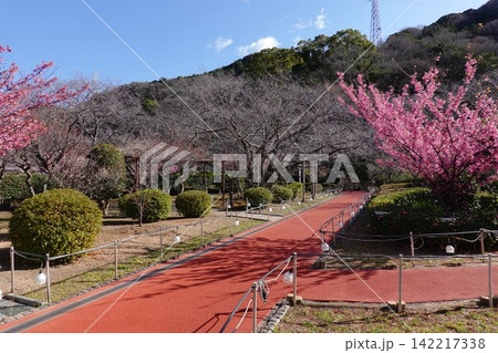 土肥金山 142217338